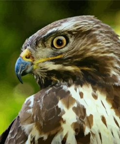 Buzzard Bird Head paint by numbers