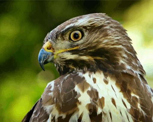 Buzzard Bird Head paint by numbers