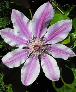 Clematis Flowering Plant paint by number