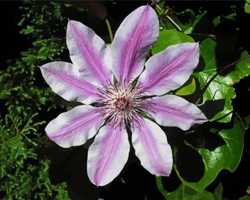 Clematis Flowering Plant paint by number