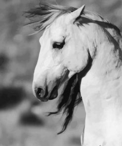 Close Up Black And White Brumby paint by number