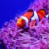 Clown Fish And Anemones paint by numbers