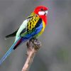 Colorful Eastern Rosella Bird paint by numbers