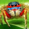 Colorful Spider Insect paint by number