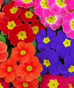 Colorful Primrose Flowers paint by numbers