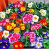 Colorful Primrose paint by numbers