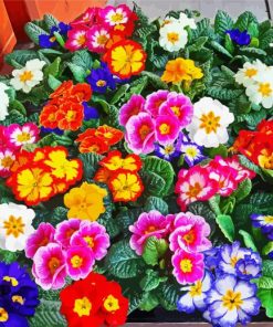 Colorful Primrose paint by numbers