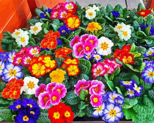 Colorful Primrose paint by numbers