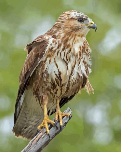 Common Buzzard paint by number