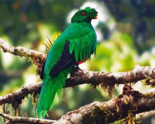 Crested Quetzal Bird On Branch paint by number