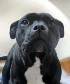 Cute Black Staffordshire Bull Terrier paint by numbers