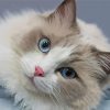 Cute Ragdoll Cat paint by numbers