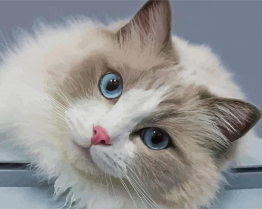 Cute Ragdoll Cat paint by numbers