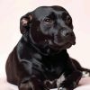 Dark Brown Staffordshire Bull Terrier paint by numbers