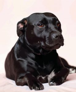 Dark Brown Staffordshire Bull Terrier paint by numbers