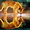 Dingo Reflection paint by numbers