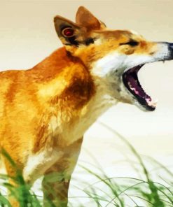 Dingo Australian Dog paint by number