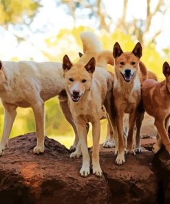 Dingo Dogs paint by numbers