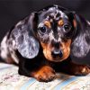 Doxie Dachsund Puppy paint by numbers