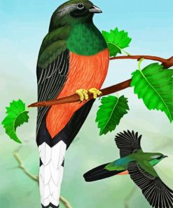 Eared Quetzal Bird Art paint by numbers