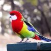 Eastern Rosella Bird paint by numbers