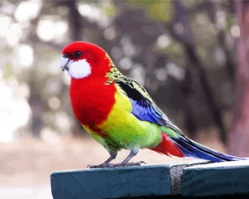 Eastern Rosella Bird paint by numbers