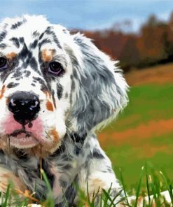 English Setter Puppy paint by numbers