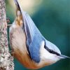 Eurasian Nuthatch Bird paint by numbers