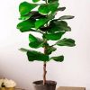 Fiddle Leaf Fig Plant paint by numbers