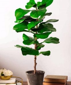 Fiddle Leaf Fig Plant paint by numbers