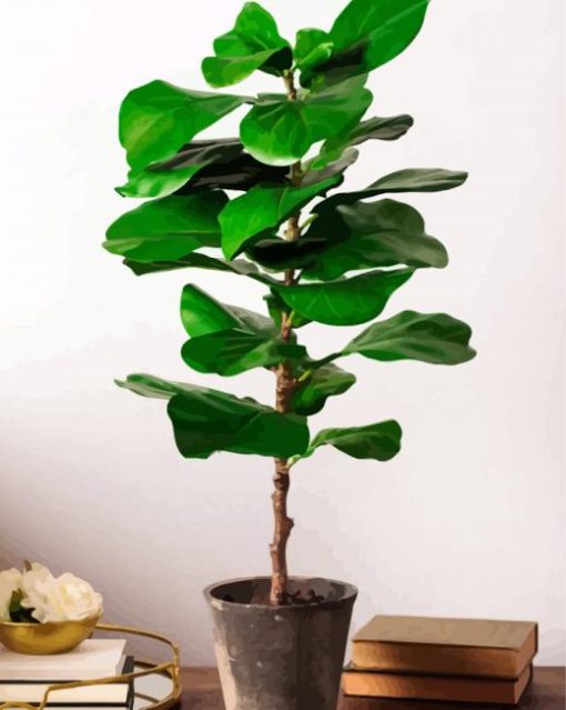 Fiddle Leaf Fig Plant paint by numbers