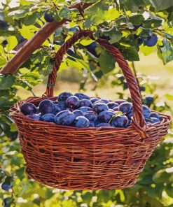 Fresh Plums Basket paint by number