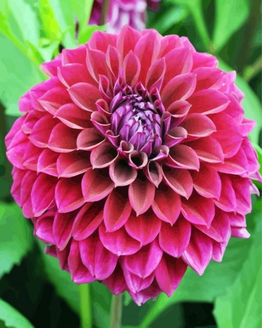 Fuchsia Flower Dahlia paint by number