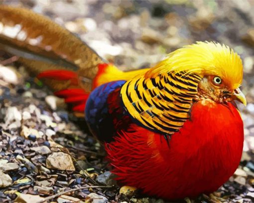 Golden Pheasant paint by number