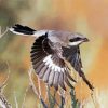 Great Grey Shrike Bird paint by numbers