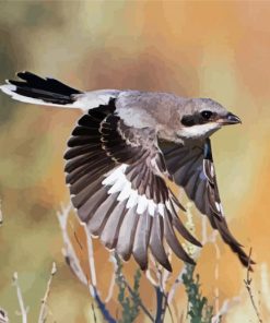 Great Grey Shrike Bird paint by numbers