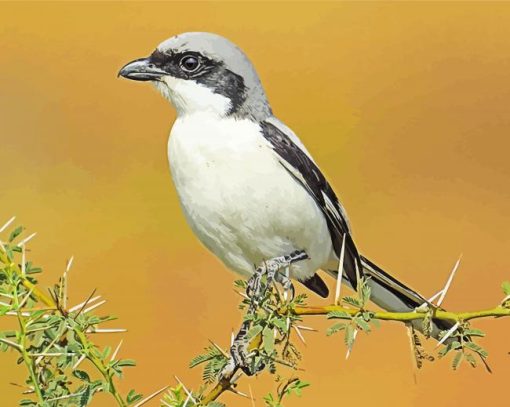 Great Grey Shrike Bird paint by numbers