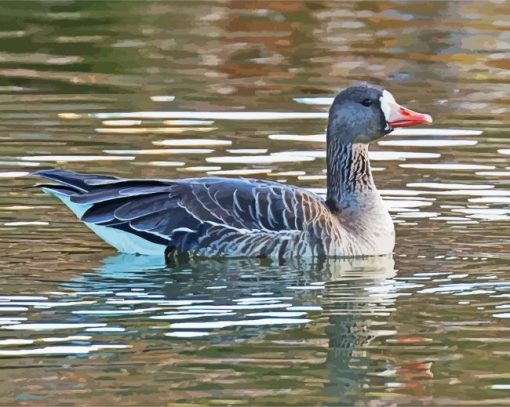 Greater White Fronted Goose paint by numbers