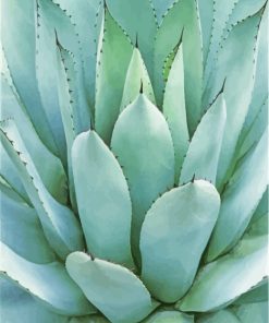 Green Agave Plant paint by numbers