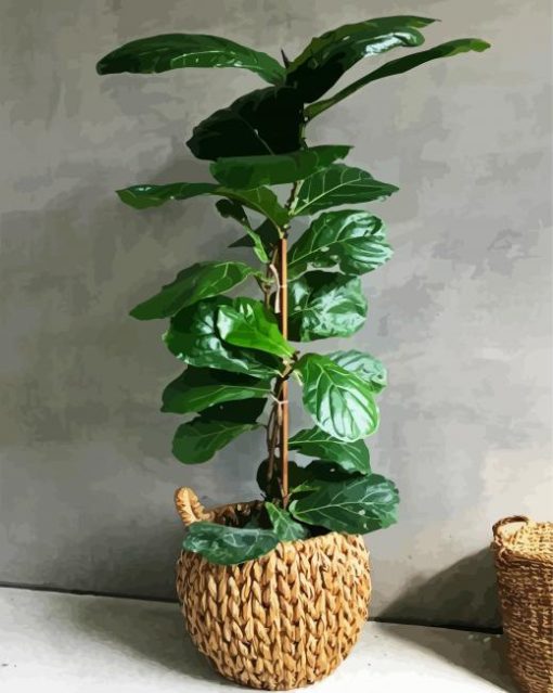 Green Fiddle Leaf Fig Plant paint by numbers