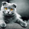 Grey Scottish Fold Cat paint by numbers