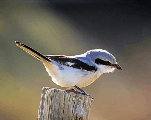 Iberian Grey Shrike Bird paint by numbers