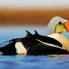 King Eider paint by numbers