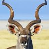 Kudu Animal Close Up paint by number