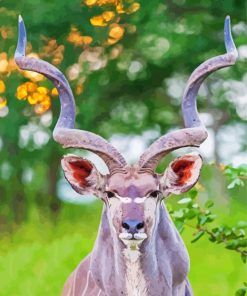 Kudu Animal paint by numbers