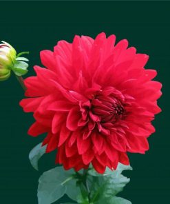 Light Red Dahlia paint by numbers