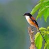 Long Tailed Shrike Bird paint by numbers