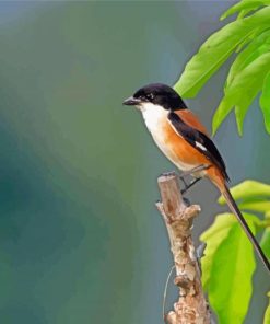 Long Tailed Shrike Bird paint by numbers