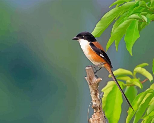 Long Tailed Shrike Bird paint by numbers