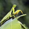 Mantis On Leaf paint by numbers